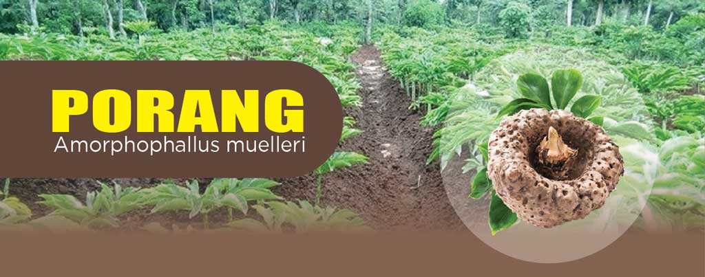 Konjac-Porang-Banner
